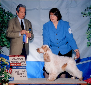 Peter, Champion English Cocker Spaniel bred by Starvue English Cocker Spaniels